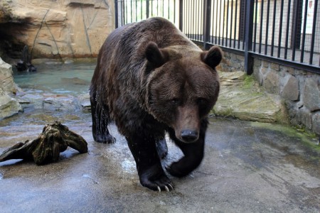 zoo-ohrada-hluboka-nad-vltavou - medved-hnedy